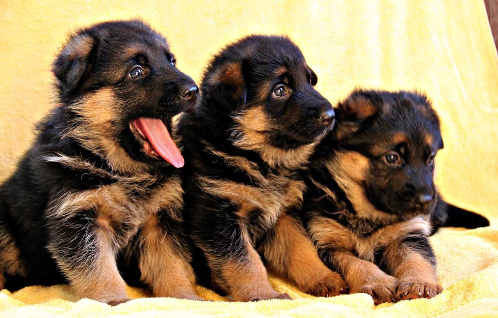Чепрачні цуценята, внуки 1-го відбірника Німеччини! Німецька вівчарка!