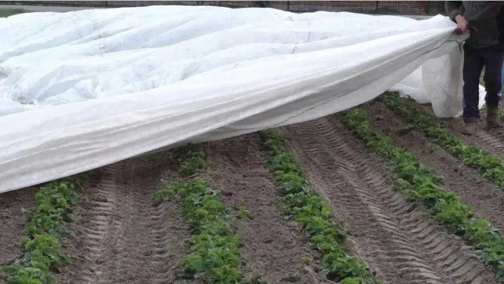 Agrotkanina biała 12,6x100 p-30 zimowa wzmacniane brzegi