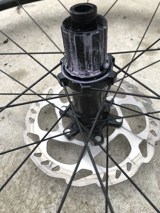 Kolo rose twenty five