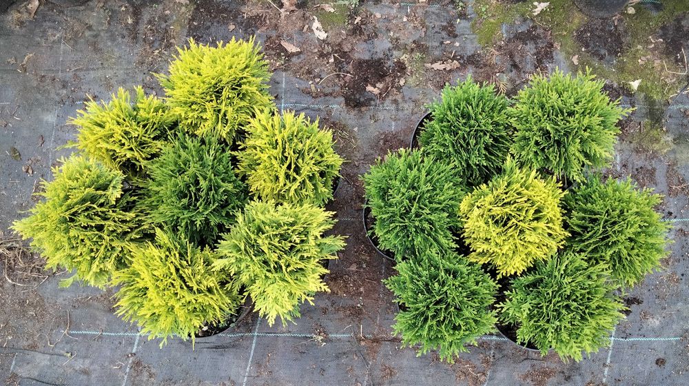 Декоративні хвойні рослини в горшках (ЗКС) ЯЛІВЦІ, ТУЇ, ЯЛИНКИ