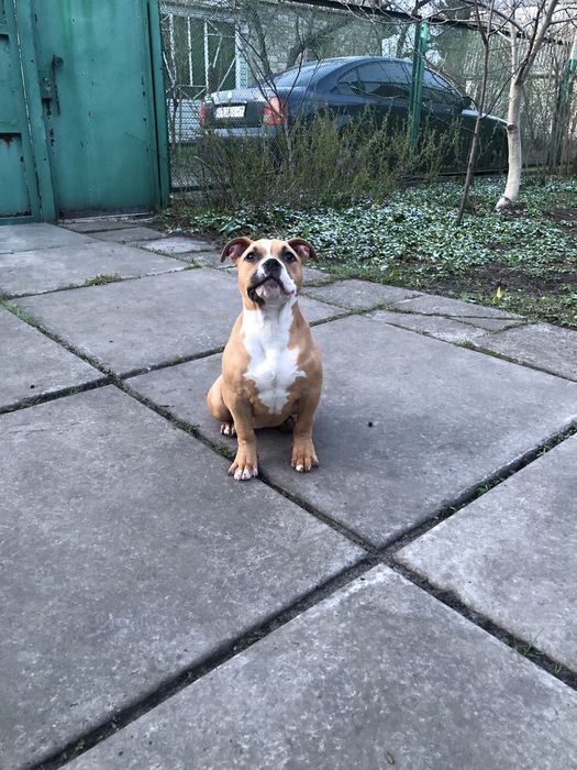 Сука буллі з перспективою шоу!