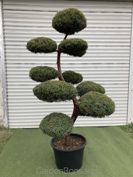 Bonsai z Jałowca "Mint Julep" - Jun. media "Mint Julep" -180 cm