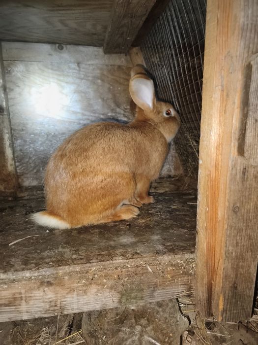 Кролик бургунець