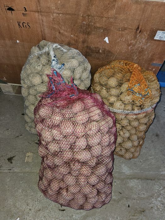 Ziemniaki rozmiar sadzeniak Denar, Gala