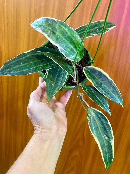 Hoya Latifolia 'albomarginata'