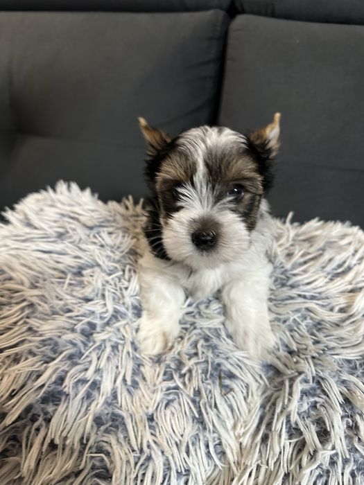 Biewer Yorkshire Terrier