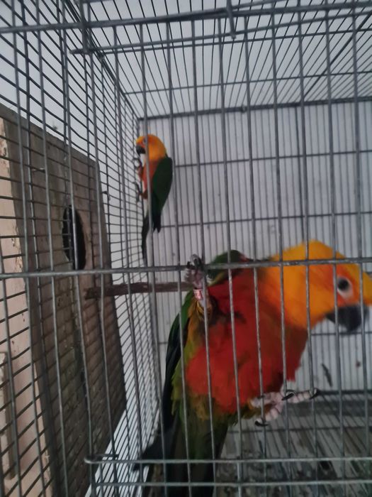Aratinga Jandaya fêmea pronta a criar