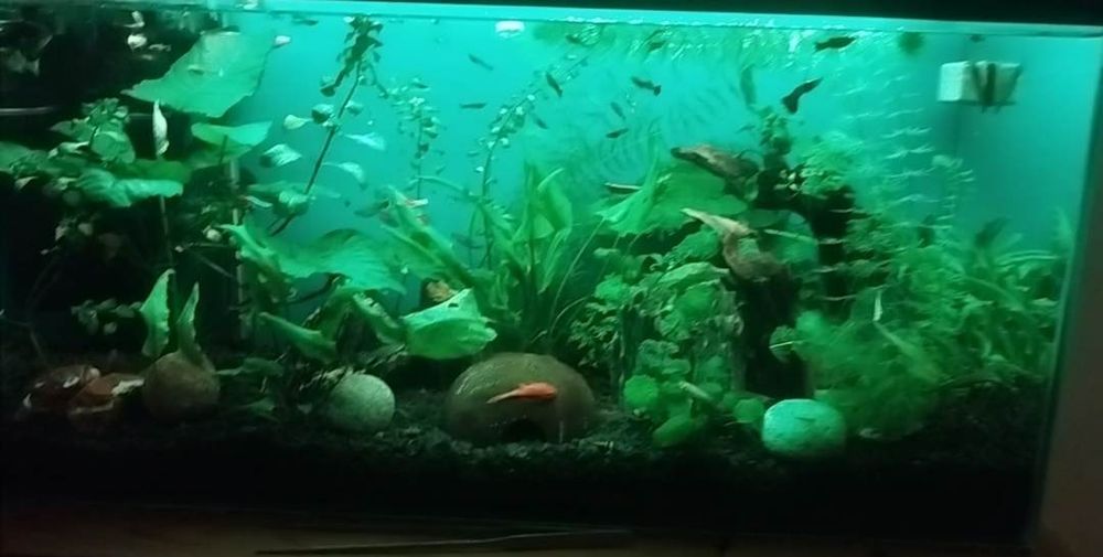 Akwarium 112 l Opti White