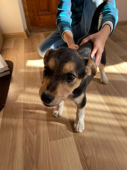 Віддамо цуценя в хороші руки