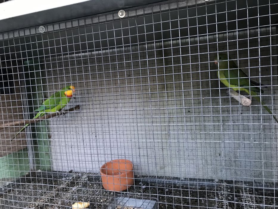 Cedo casal de barrabands