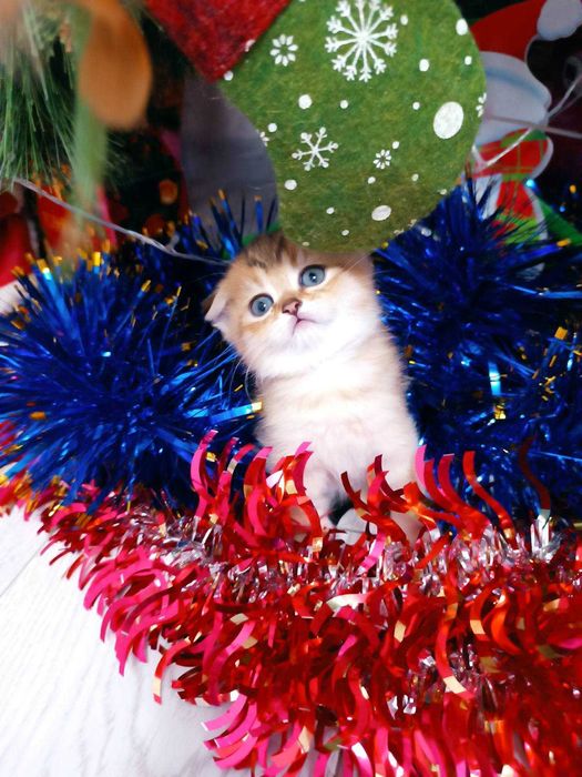 Киця золота шиншила