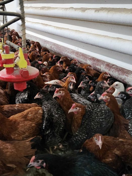 Kurki kury kurczaki ROSA 1 Dominant Piękne zdrowe kury z jajkiem.Dowóz