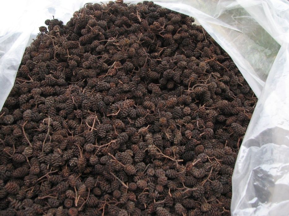 Szyszka olchy czarnej cięta na nasiona  200 gram [1000 szt. )