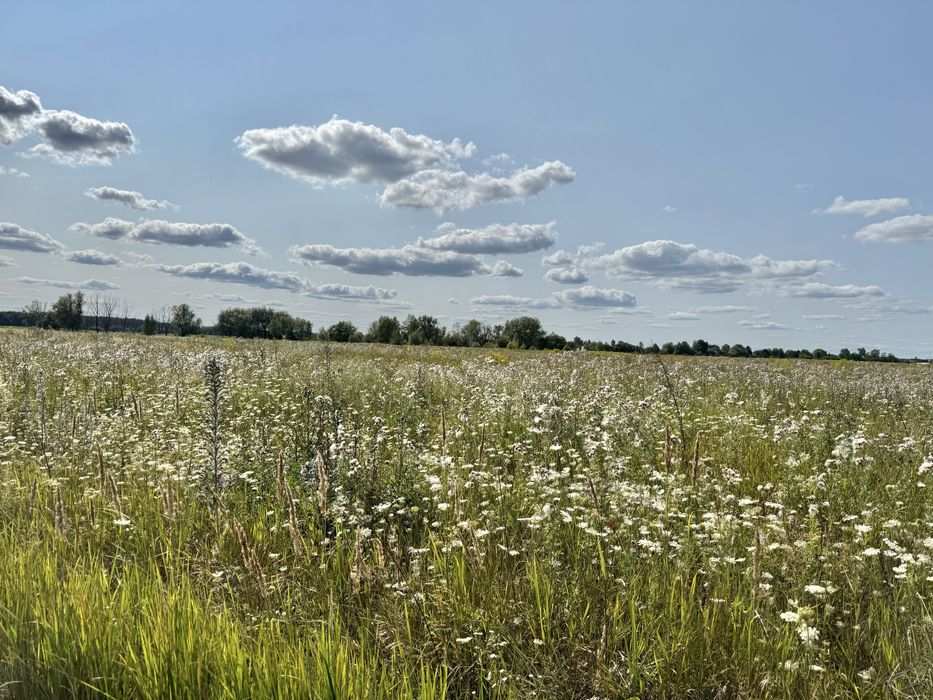 Земельна ділянка 5,9 га! Колонщина!
