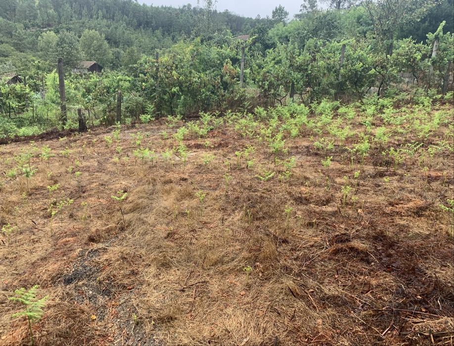 Terreno 900 m² | Excelente Exposição Solar | São Pedro do Sul