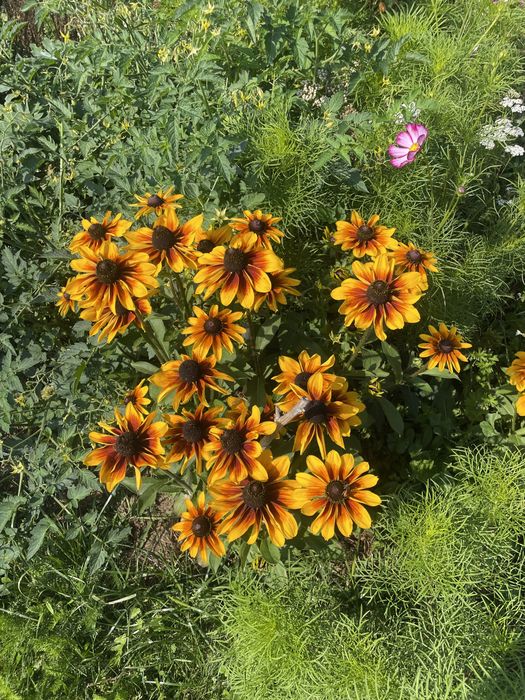Rudbekie wysokie i niskie,byliny długo kwitnące
