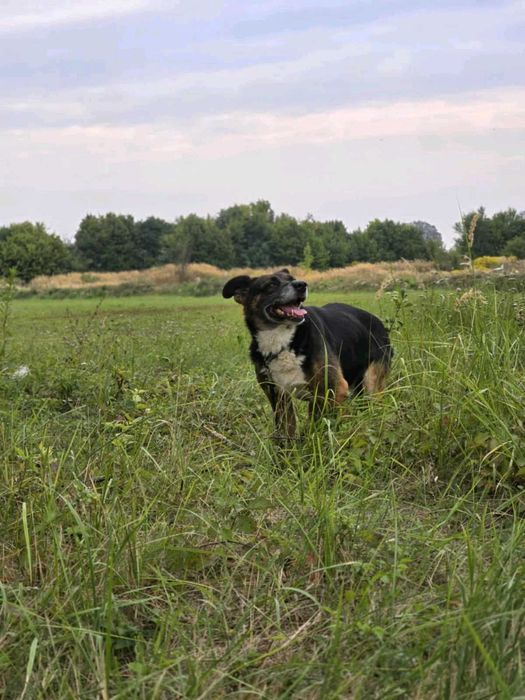 Psiaczek ok.8 letni,grzeczny,dobry do adopcji.
