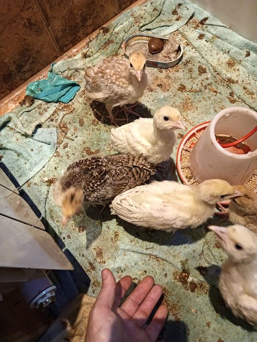 Młode Indyki 7 Sztuk