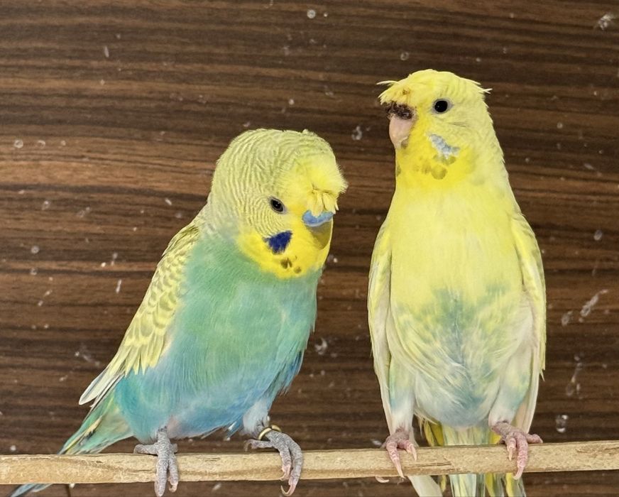 Casal de periquitos