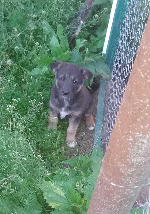 Віддам песика в хороші руки