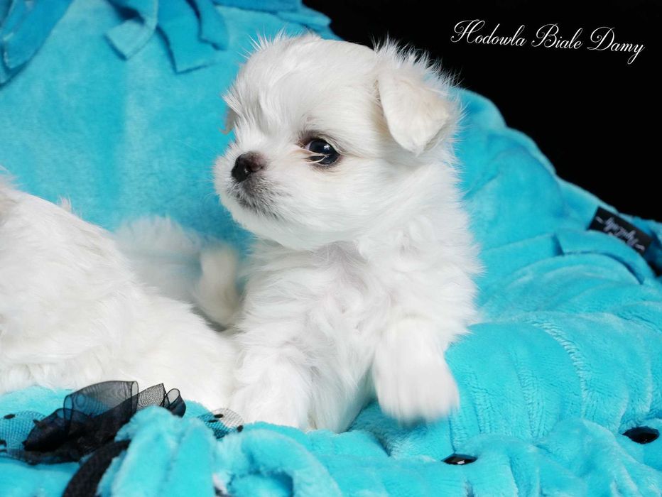 Maltańczyki Maltańczyk Samiec Piesek woj. Śląskie SHAMIR