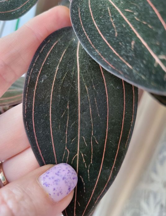 Орхідея дорогоцінна