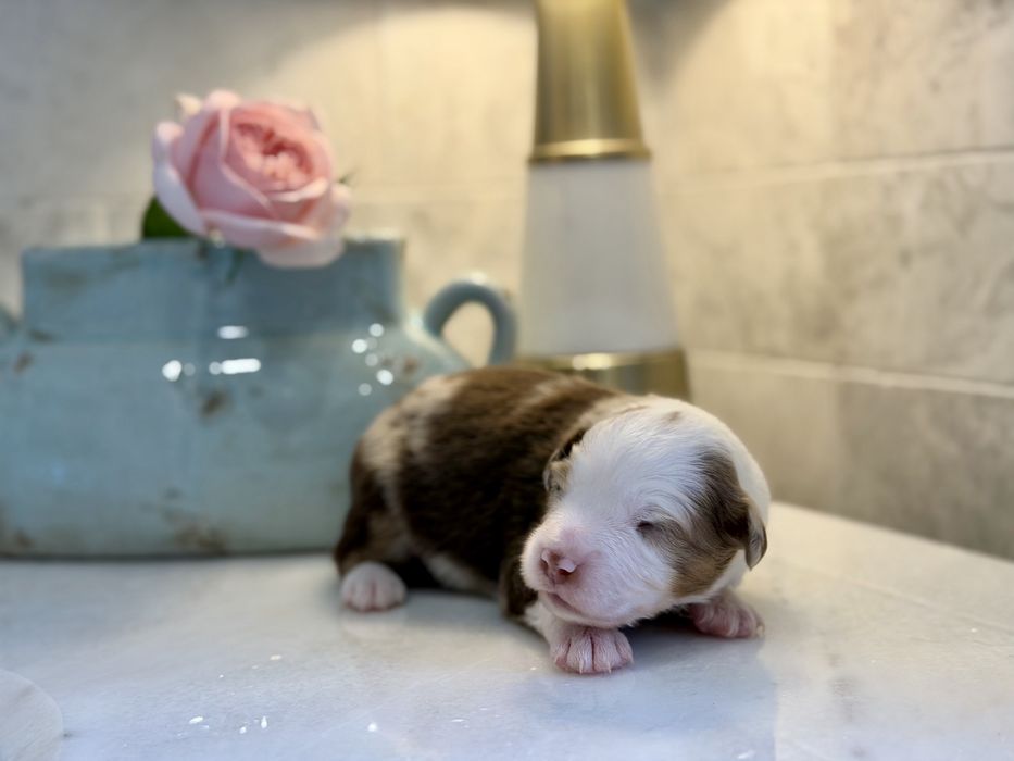 Miniaturowy Owczarek Amerykański pies red merle