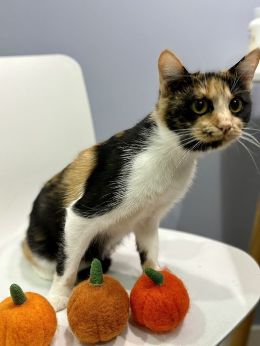 Киця 7 міс Катруся