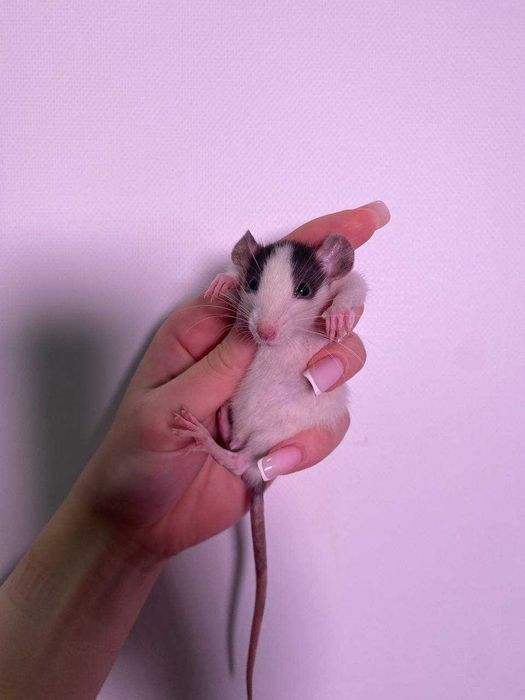 Щурики ручні, пацючки домашні породисті