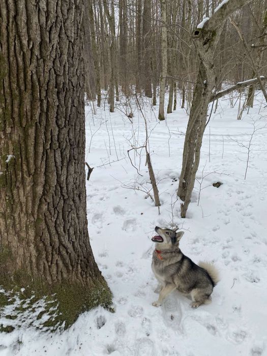 Продам лайку ЗСЛ