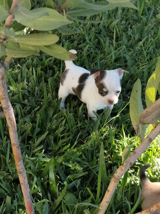 Fêmea Chihuahua mini