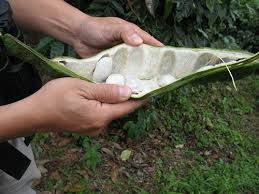 Arvore de fruto Ingá edulis subtropical