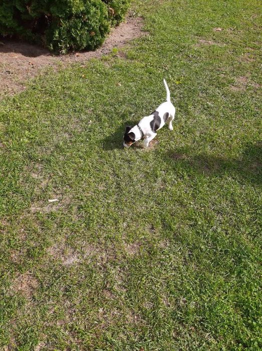 Oddam Pieska Jack Rassel Terrier