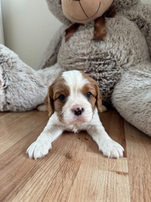 Piękny Cavalier King Charles Spaniel  (Biochemia)