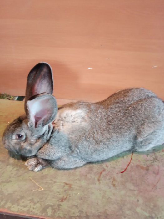 Sprzedam królika olbrzym belgijski samiec  9 miesięcy