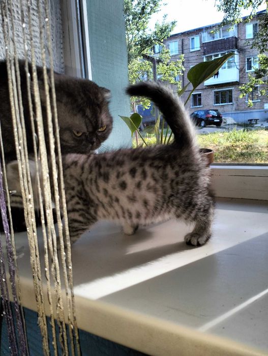 Продам котика мальчік