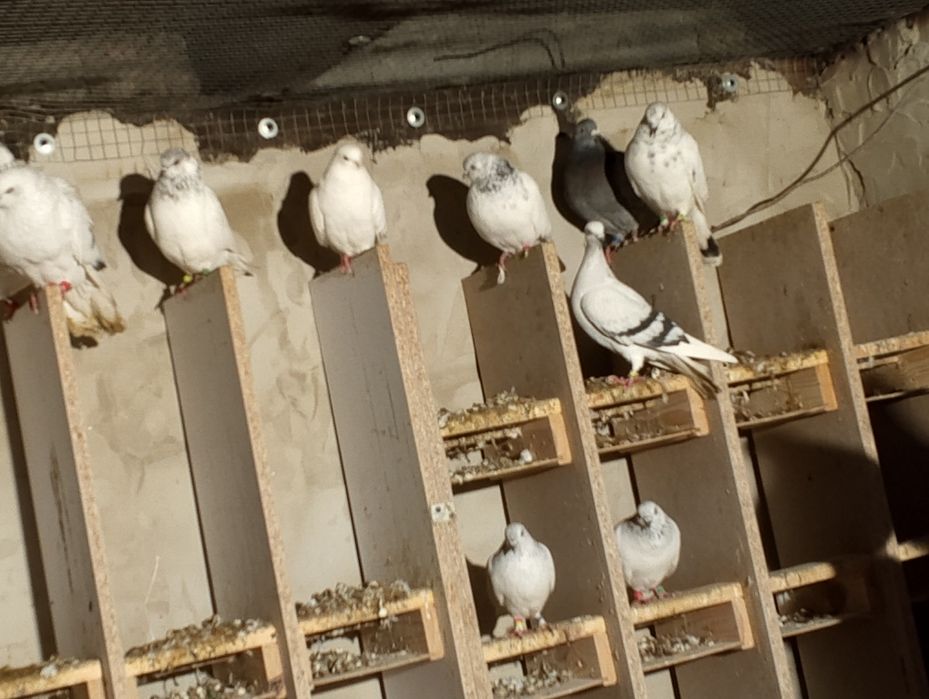 Gołębie ozdobne budapeszty wysokolotne