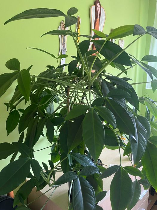 kwiatek doniczkowy Syngonium Trileaf Wonder zwana inaczej zroślicha