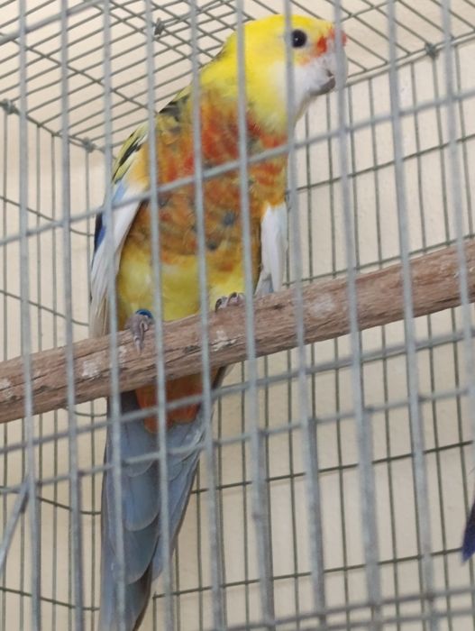 Macho Rosela Penante de 2023