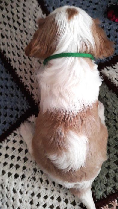 Chłopczyk Cavalier king charles spaniel
