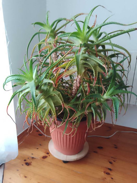 Aloes z Madery 10 letni 110 wys