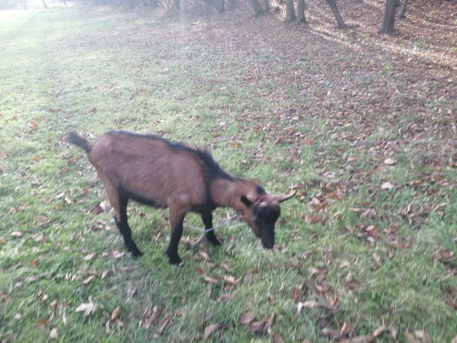Альпійські козлики Місько і Бурик для парування