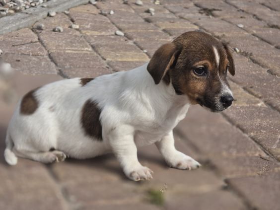 Jack Russell terrier z metryką