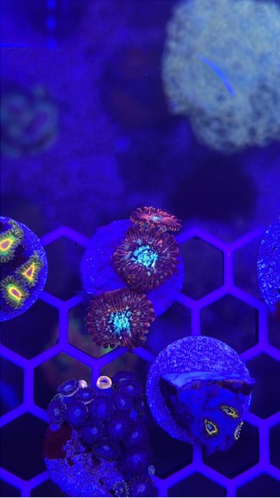 Frags corais 15€ a maior parte deles - Para aquário de água salgada