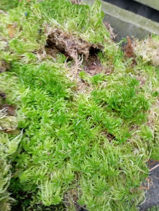 Mchy różne porosty