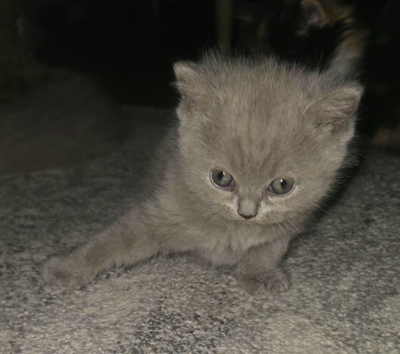 Liliowy kocurek Brytyjski