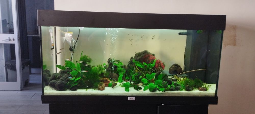Aquário Juwel Rio 180 LED + Móvel SBX + Filtro Externo Aqua Nova + Decoração