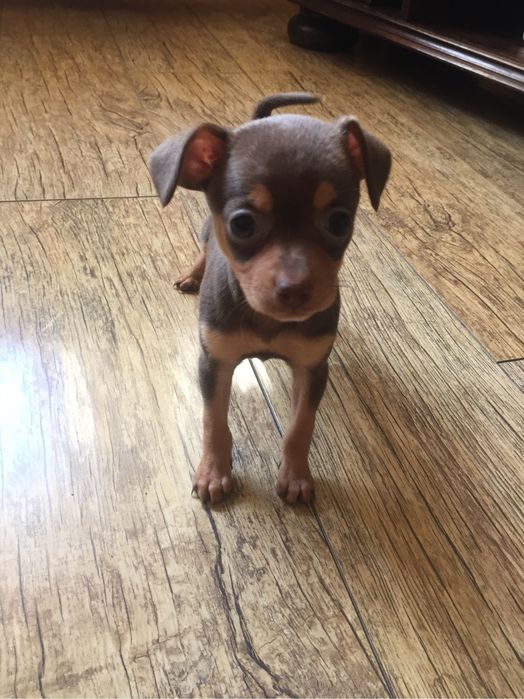 Тойки шоколадочки