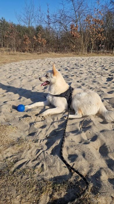 HAPPY młodziutki aktywny psiak poleca się do adopcji
