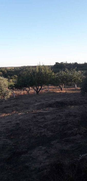 Quinta 32 hectares  Beira Baixa